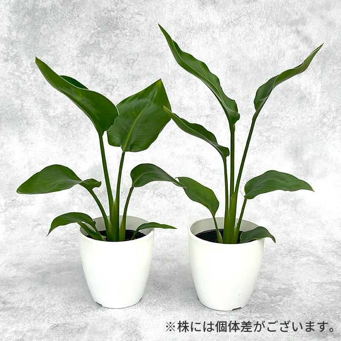 予約販売 観葉植物 cot ストレリチア オーガスタ 4号鉢 ストレチア