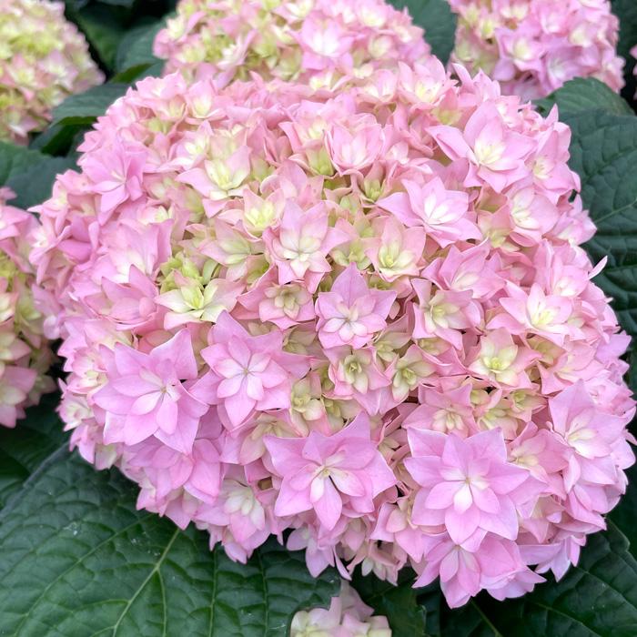 予約販売 アジサイ トゥルース 10.5cmポット 大栄花園 ハイドランジア