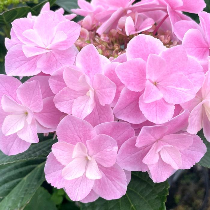 予約販売 アジサイ 幻想恋花 10.5cmポット ハイドランジア 苗