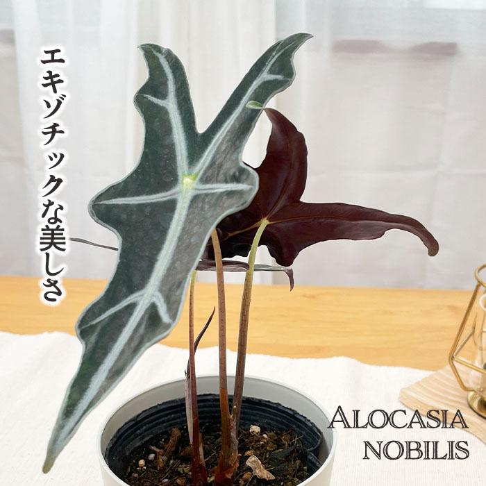 日本花キ流通 観葉植物 アロカシア ノビリス 4号鉢 小型 小さい 室内