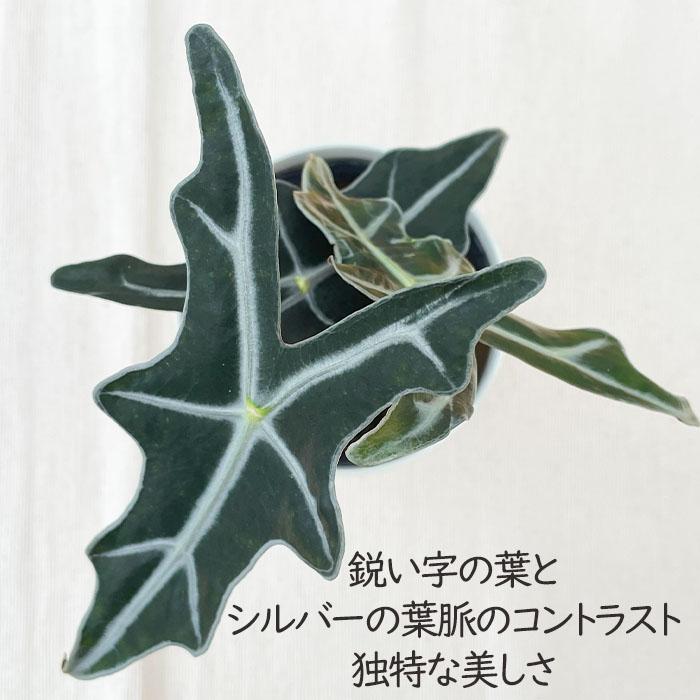日本花キ流通 観葉植物 アロカシア ノビリス 4号鉢 小型 小さい 室内