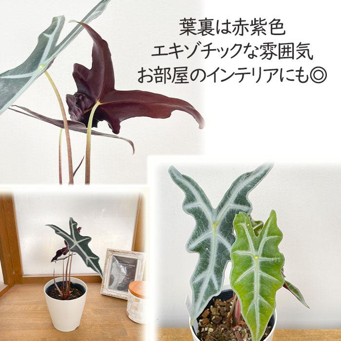日本花キ流通 観葉植物 アロカシア ノビリス 4号鉢 小型 小さい 室内