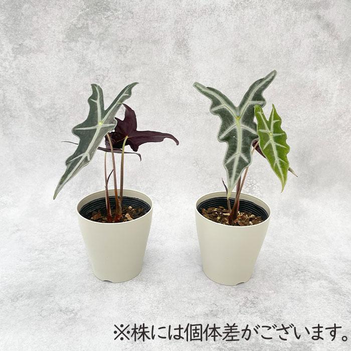日本花キ流通 観葉植物 アロカシア ノビリス 4号鉢 小型 小さい 室内
