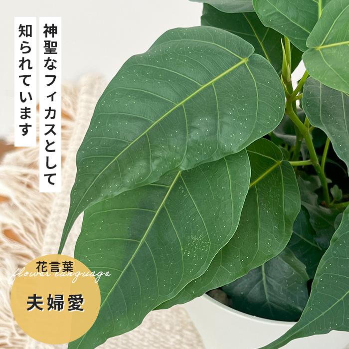 ☆ インドボダイジュ 160cm♪ フィカス•レジリオーサ♪ 楽天市場】観葉植物 フィカス レリジオーサ 4号鉢 インド
