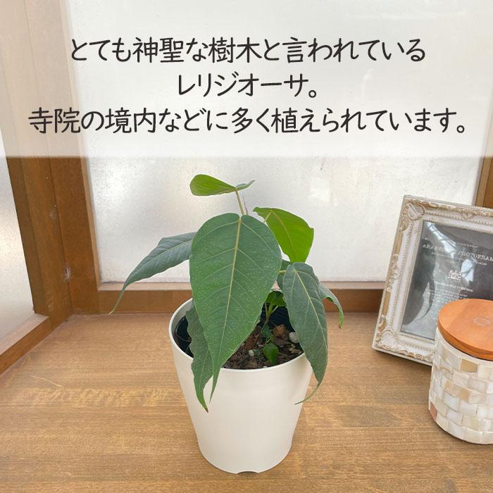 現品　フィカス　ゴムの木　インドボダイジュ　曲がり　33番　観葉植物　インテリア 現品］インドボダイジュ フィカスレリギオーサ 曲がり 6号 観葉