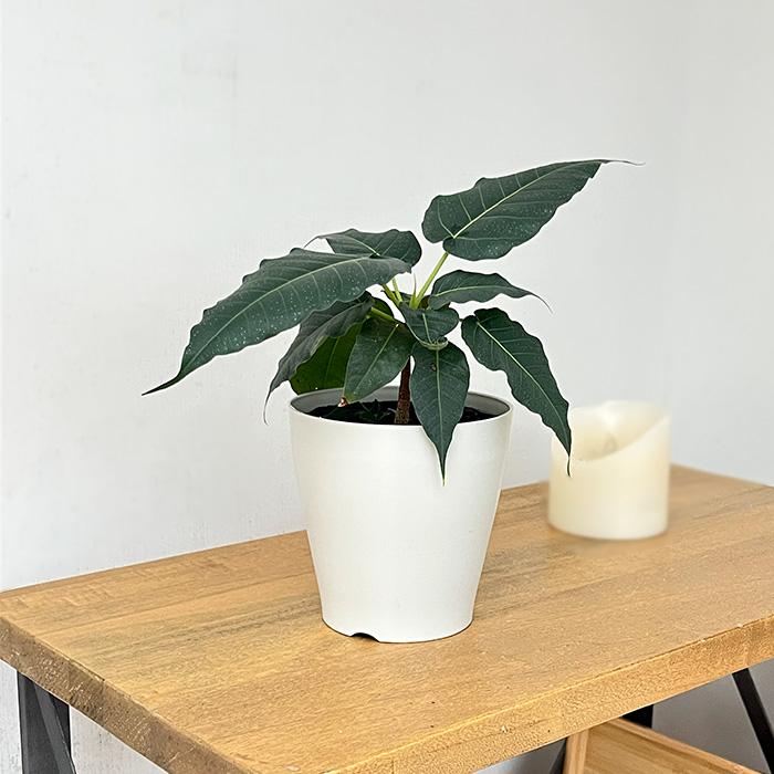 日本花キ流通 観葉植物 フィカス レリジオーサ 4号鉢 インドボダイジュ