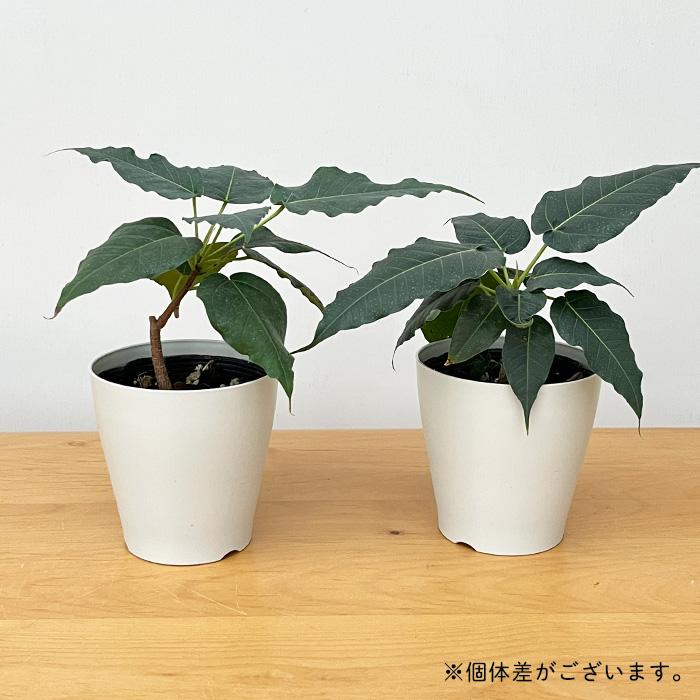 日本花キ流通 【先行予約 P3倍】 観葉植物 フィカス レリジオーサ 4号