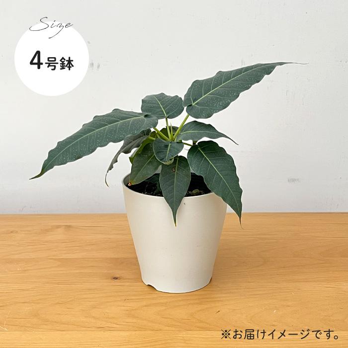日本花キ流通 【先行予約 P3倍】 観葉植物 フィカス レリジオーサ 4号
