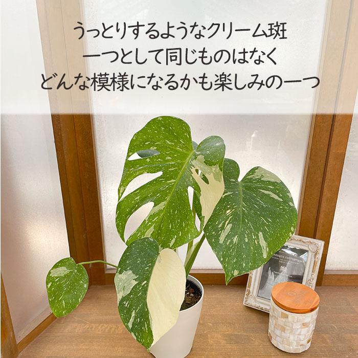 日本花キ流通 観葉植物 モンステラ タイコンステレーション 白斑
