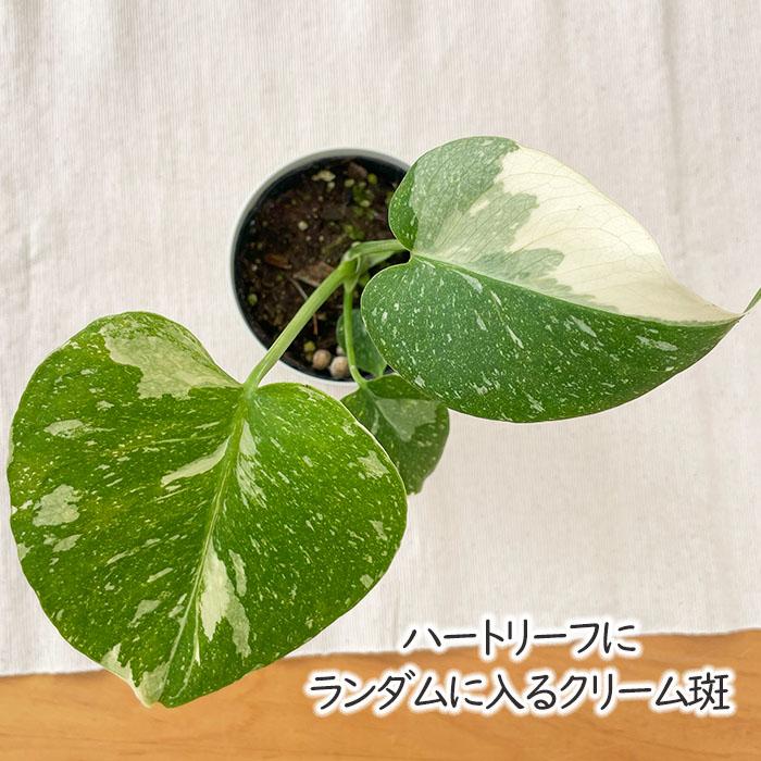 日本花キ流通 観葉植物 モンステラ タイコンステレーション 白斑