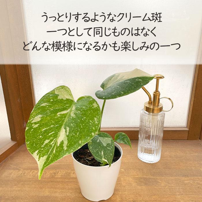 日本花キ流通 観葉植物 モンステラ タイコンステレーション 白斑
