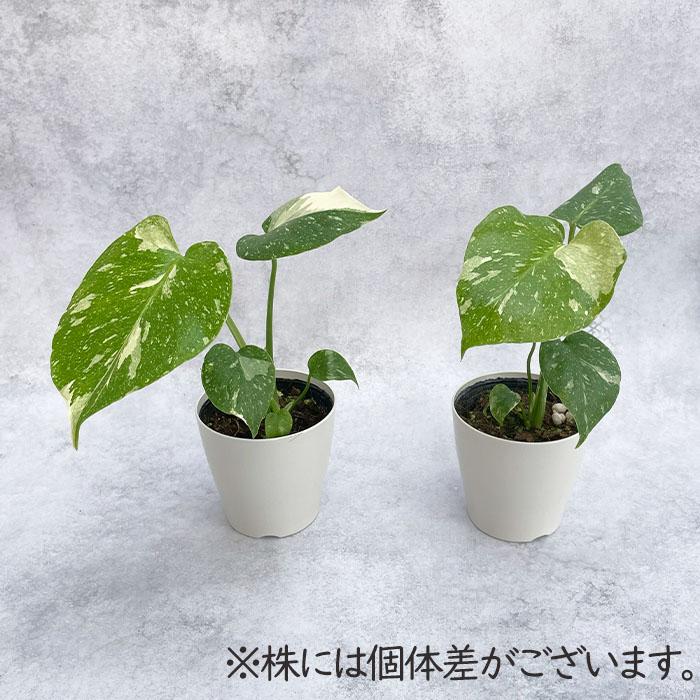 日本花キ流通 観葉植物 モンステラ タイコンステレーション 白斑