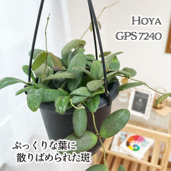 日本花キ流通 予約販売 観葉植物 ホヤ gps7240 4号 吊り鉢 吊り下げ