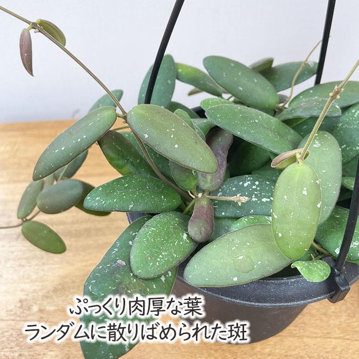 日本花キ流通 予約販売 観葉植物 ホヤ gps7240 4号 吊り鉢 吊り下げ