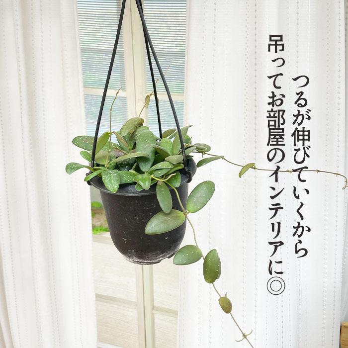 日本花キ流通 予約販売 観葉植物 ホヤ gps7240 4号 吊り鉢 吊り下げ