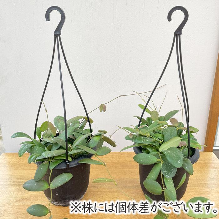 日本花キ流通 予約販売 観葉植物 ホヤ gps7240 4号 吊り鉢 吊り下げ