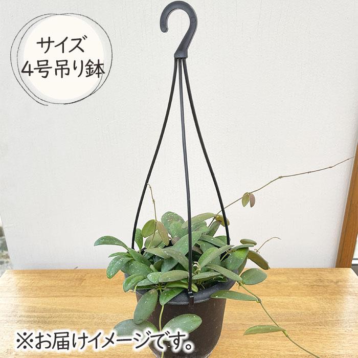 日本花キ流通 予約販売 観葉植物 ホヤ gps7240 4号 吊り鉢 吊り下げ