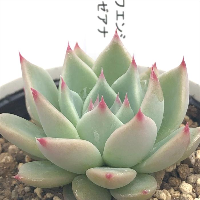 多肉植物 yukエケベリア チワワエンシスYecora×リンゼアナ 優木園さん
