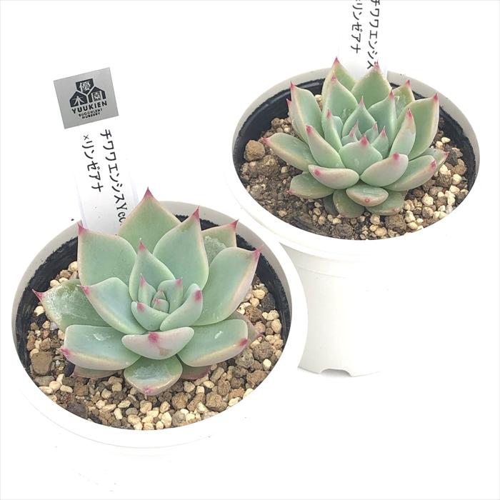 多肉植物 yukエケベリア チワワエンシスYecora×リンゼアナ 優木 多肉植物 yukエケベリア チワワエンシスYecora×リンゼアナ 優木