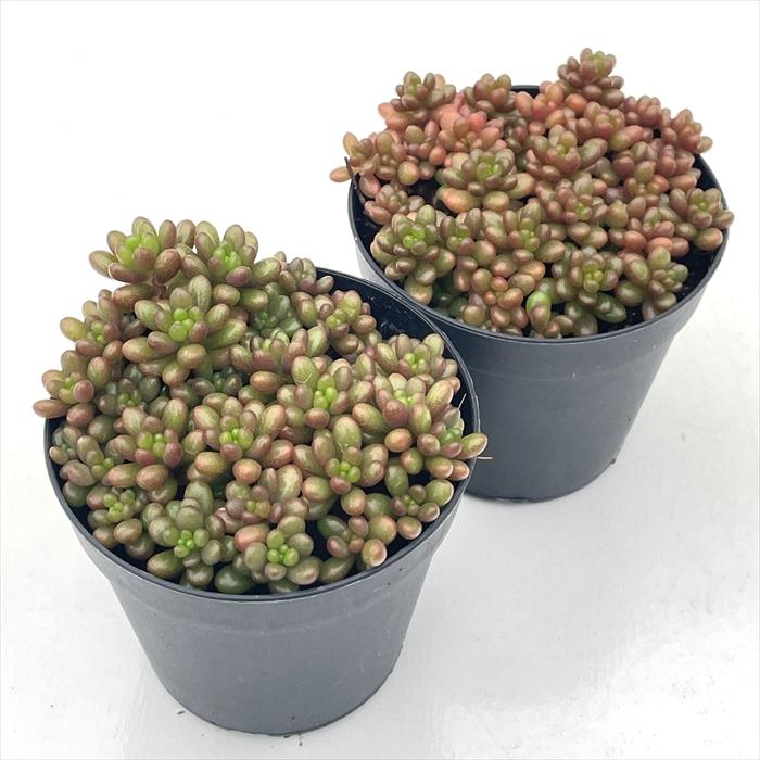 アップルベリー 多肉植物 セダム 楽天市場】多肉植物 セダム アップルベリー 7.5cmポット 観葉