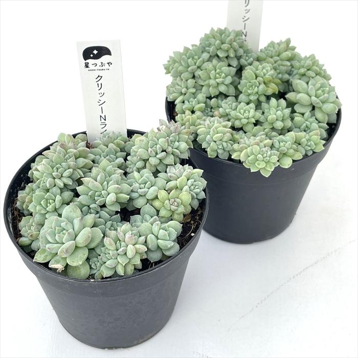 日本花キ流通 多肉植物 hstセデベリア クリッシーNライアン 多肉植物