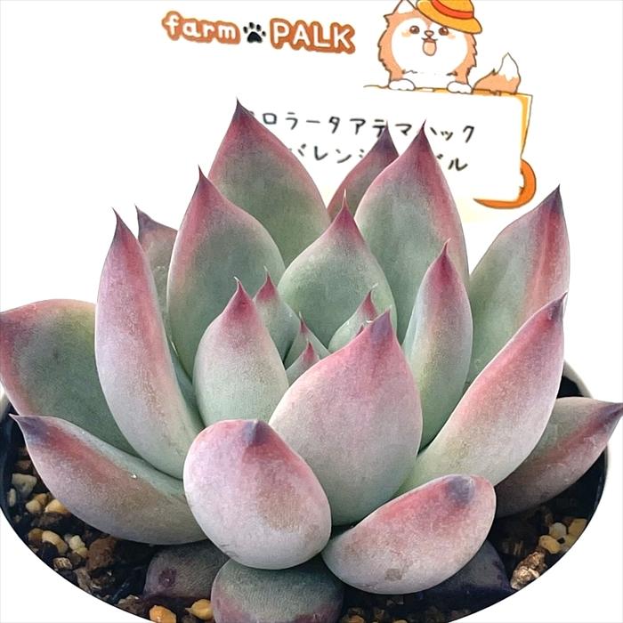 多肉植物 plkエケベリア コロラータアテマハック×トバレンシストバル