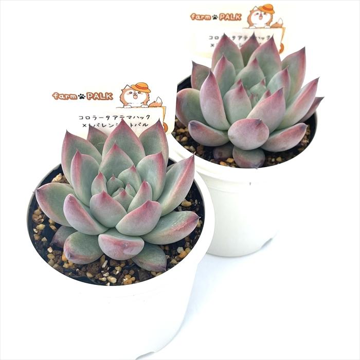 多肉植物 plkエケベリア コロラータアテマハック×トバレンシストバル