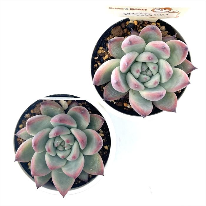 多肉植物 plkエケベリア コロラータアテマハック×トバレンシストバル