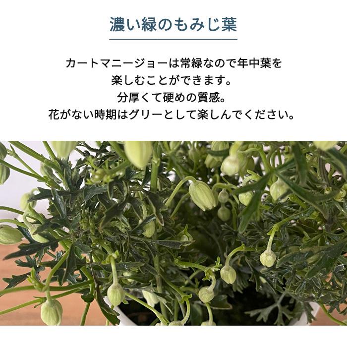 日本花キ流通 クレマチス カートマニージョー 4号鉢 送料無料 ギフト
