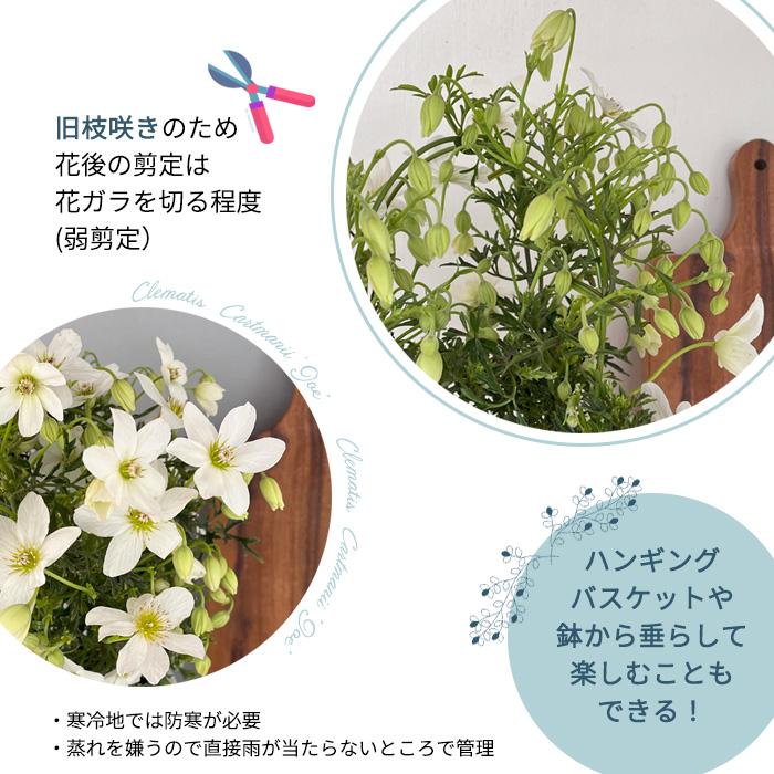 日本花キ流通 予約販売 クレマチス カートマニージョー 4号鉢 送料無料