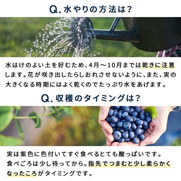日本花キ流通 予約販売 選べる 実付きブルーベリー苗 ノーザンハイ