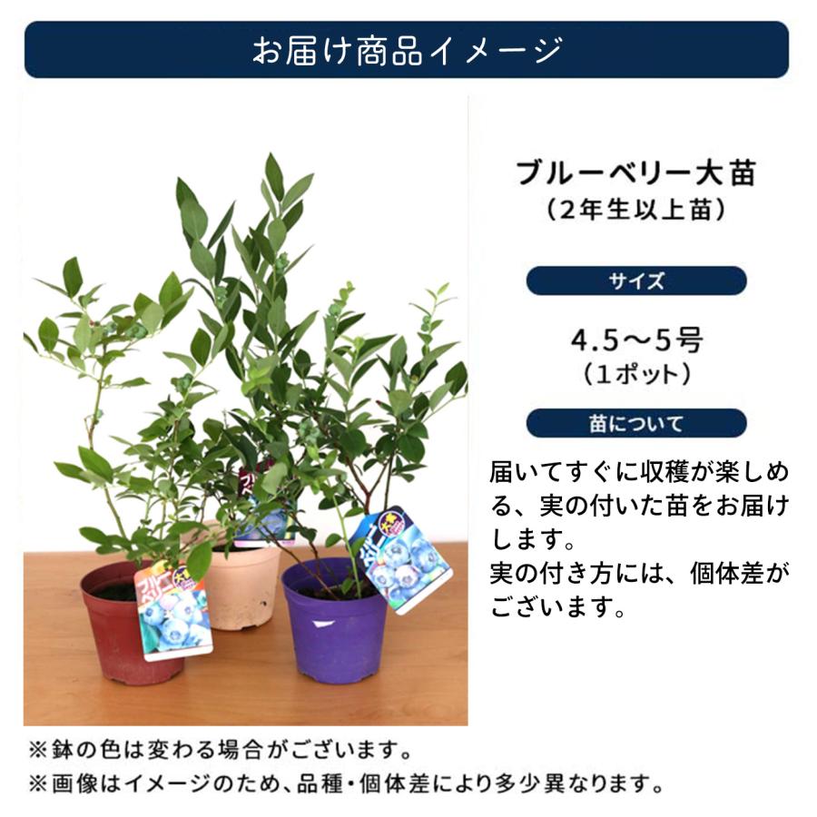 日本花キ流通 予約販売 選べる 実付きブルーベリー苗 ノーザンハイ
