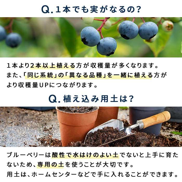 日本花キ流通 予約販売 選べる 実付きブルーベリー苗 ノーザンハイ