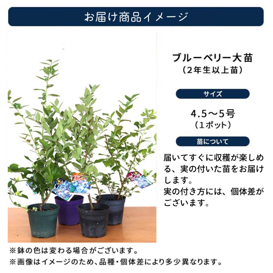 日本花キ流通 予約販売 選べる 実付きブルーベリー苗 サザンハイ