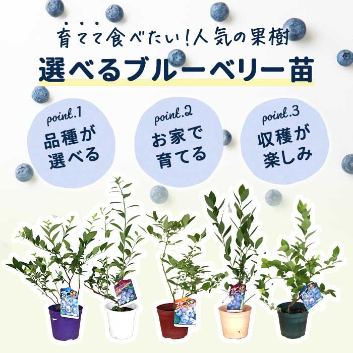 日本花キ流通 予約販売 選べる 実付きブルーベリー苗 サザンハイ