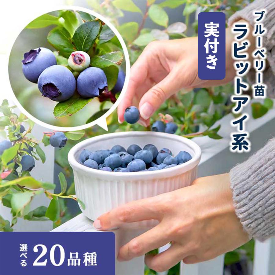 ■ブルーベリー　ラビットアイ　5年生　デライト　10号鉢　大苗　未剪定■ 日本花キ流通 予約販売 選べる 実付きブルーベリー苗 ラビットアイ系