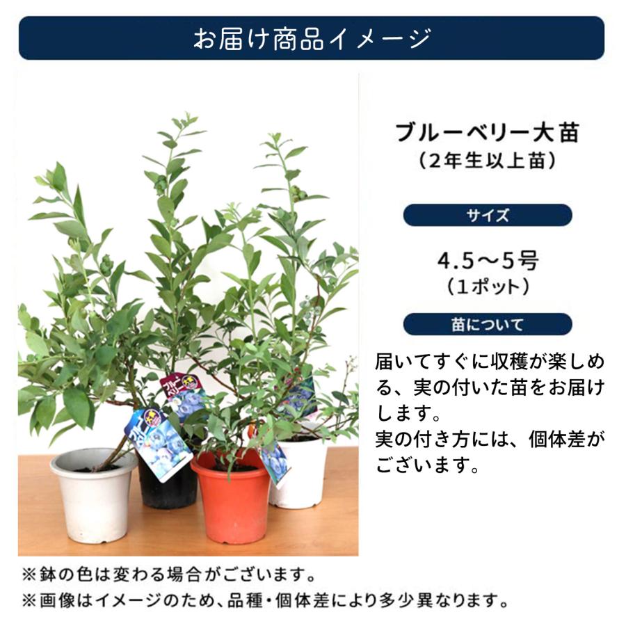 ■ブルーベリー　ラビットアイ　5年生　デライト　10号鉢　大苗　未剪定■ 日本花キ流通 予約販売 選べる 実付きブルーベリー苗 ラビットアイ系