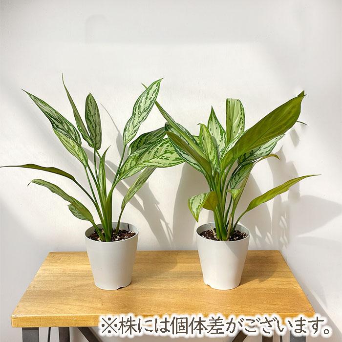 日本花キ流通 観葉植物 アグラオネマ シルバークイーン 4号鉢 小型