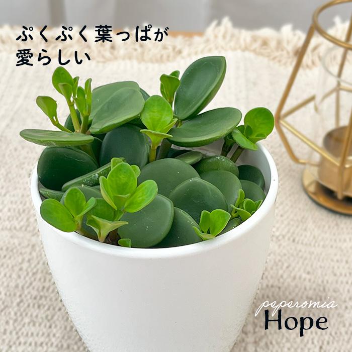 観葉植物 cot ペペロミア ホープ 3.5号鉢 観葉植物 小型 小さい 室内 贈り物 プレゼント インテリア おしゃれ（Yahoo!・フラワーネット日本花キ流通）