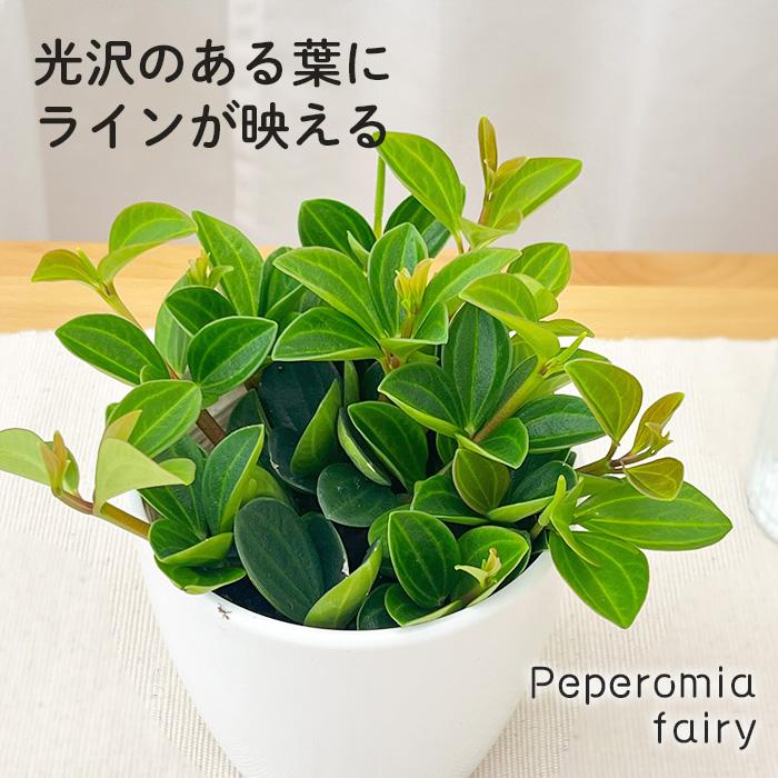 日本花キ流通 観葉植物 cot ペペロミア フェアリー 3.5号鉢 観葉植物