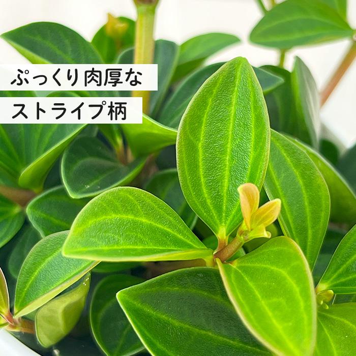 日本花キ流通 観葉植物 cot ペペロミア フェアリー 3.5号鉢 観葉植物
