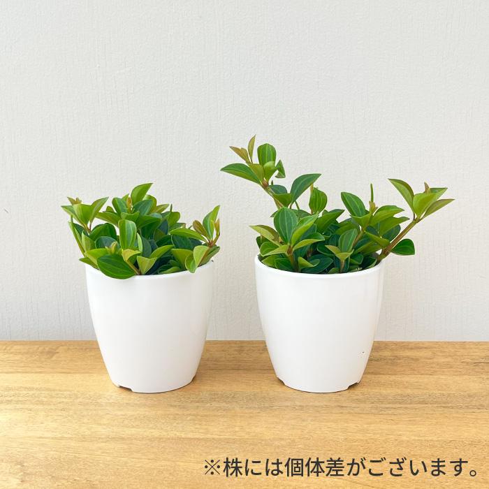 日本花キ流通 観葉植物 cot ペペロミア フェアリー 3.5号鉢 観葉植物