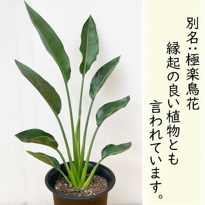 日本花キ流通 観葉植物 ストレリチア レギネ 6号鉢 ストレチア