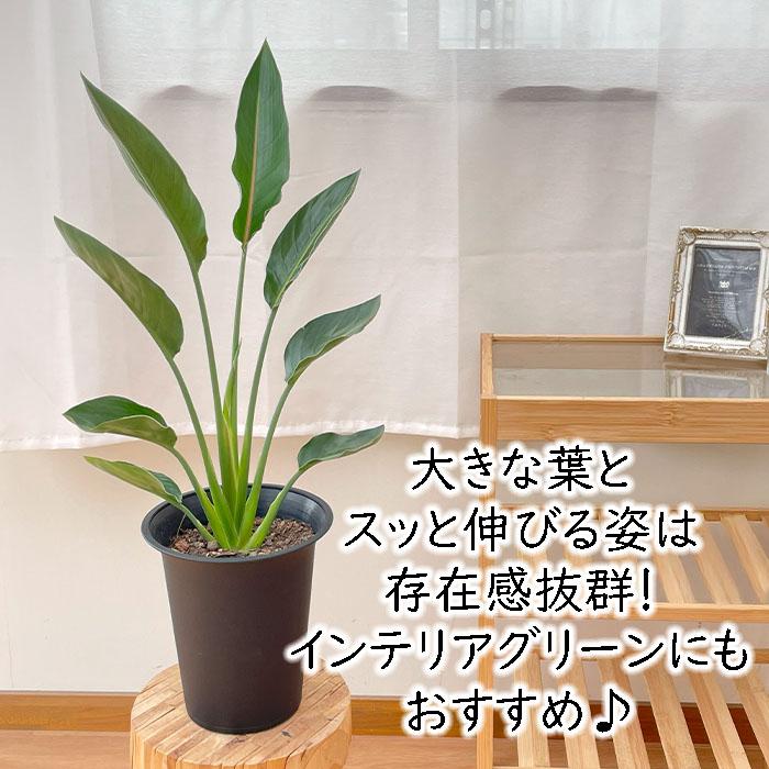 ◎*◎様 ストレリチアレギネ蕾付き６号鉢 ストレチア/ストレリチア レギネ 6号 【セラアート鉢】 | 京橋植物園