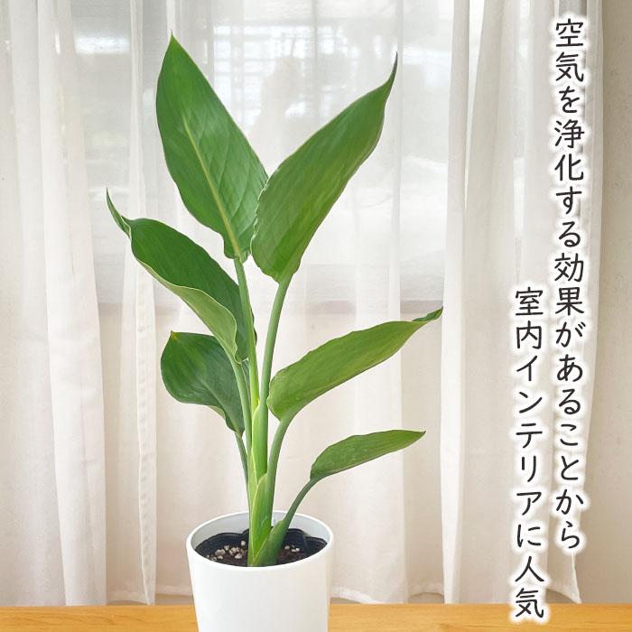 観葉植物 ストレリチア レギネ 4号鉢 ストレチア 小型 小さい 室内
