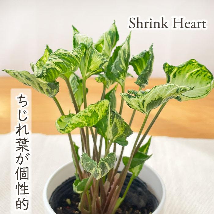 観葉植物 Amazon｜東京寿園 ガジュマル サンスベリア パキラ 栄養剤 4点