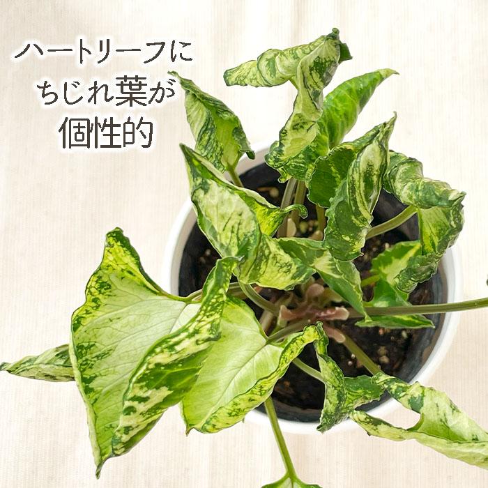 植物セット 観葉植物 植え替えセット 191 – MOLLIS