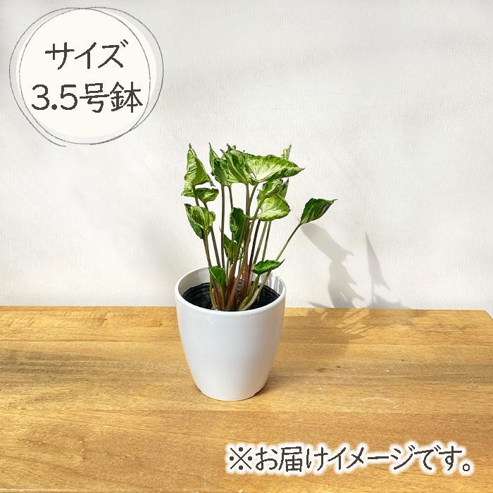 植物セット 観葉植物 植え替えセット 191 – MOLLIS
