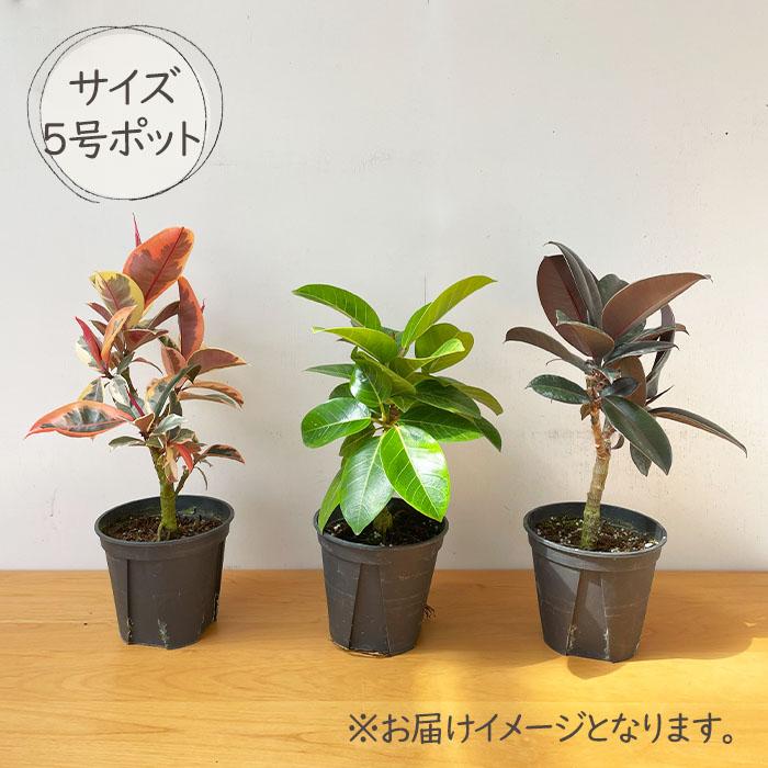 日本花キ流通 観葉植物 選べる フィカス ベンガレンシス オードリー