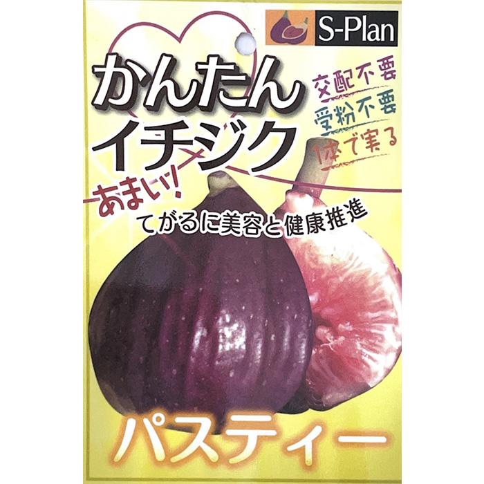 日本花キ流通 予約販売 いちじく 苗 パスティー 15cmポット イチジク